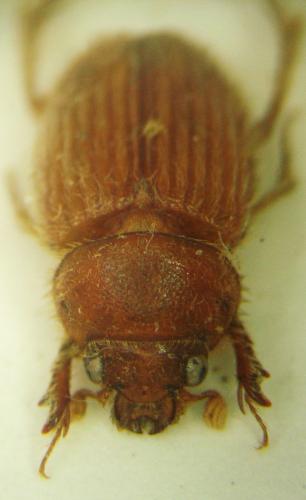 Mimochodaeus sp.